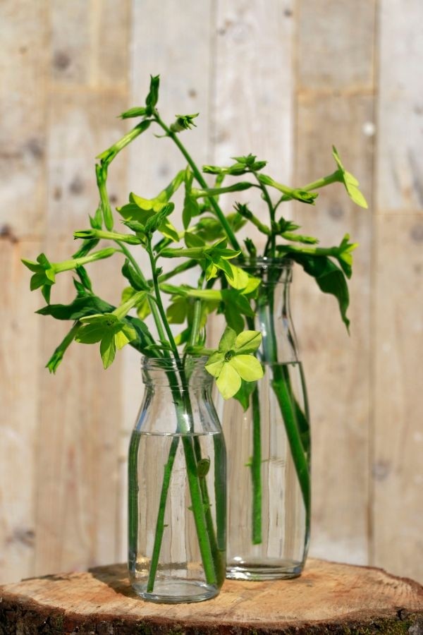 Glass Milk Bottle 250ml 14cm tall Ø 6cm (tray with 24 pcs) [IFS-129191]