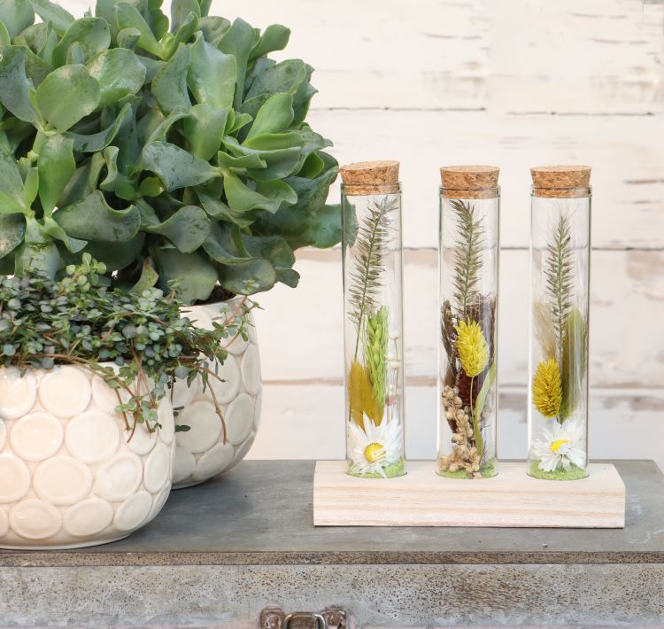 Glass tubes Ø3cm 3 tubes on wooden board (12 pcs.) [IFS-29148]