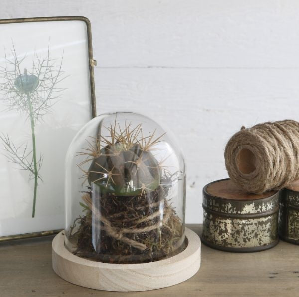 Glass Dome with Wooden Base Ø10cm and 10 cm tall (1 pc) [IFS-29421]