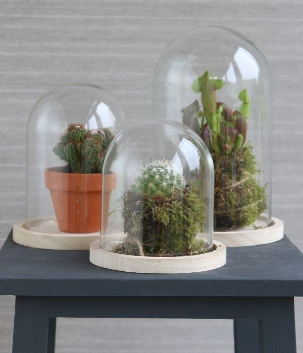 Glass Dome with Wooden Base Ø12cm and 16 cm tall (1 pc) [IFS-29423]