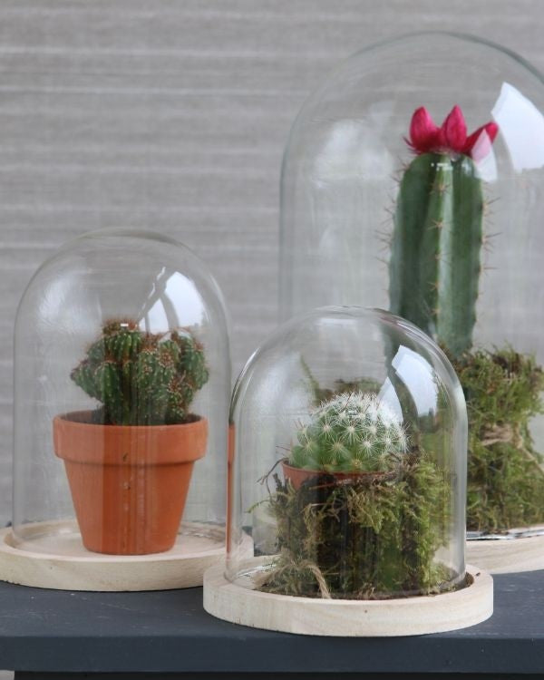 Glass Dome with Wooden Base Ø17cm and 25 cm tall (1 pc) [IFS-29425]