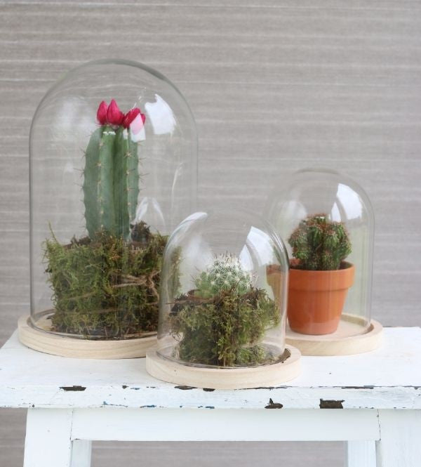 Glass Dome with Wooden Base Ø12cm and 16 cm tall (1 pc) [IFS-29423]