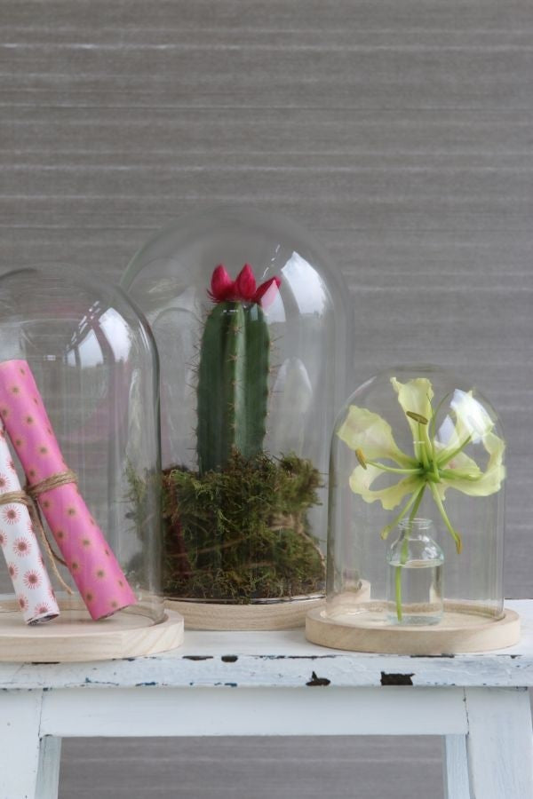 Glass Dome with Wooden Base Ø17cm and 25 cm tall (1 pc) [IFS-29425]