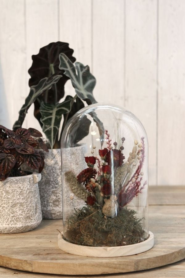 Glass Dome with Wooden Base Ø17cm and 25 cm tall (1 pc) [IFS-29425]