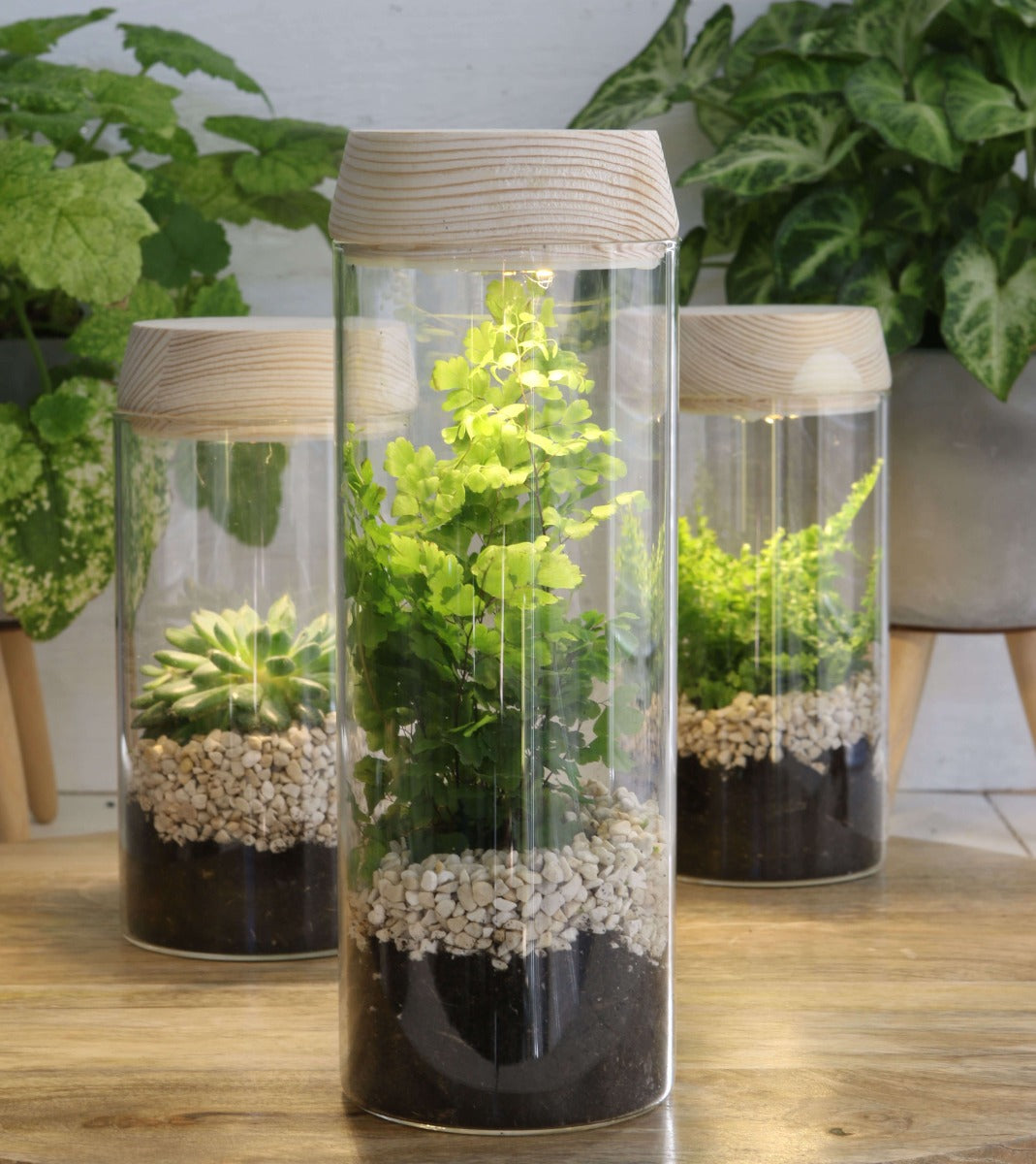 Glass cylinder with LED in wooden lid 18cm high (1 pcs.) [IFS-30180]