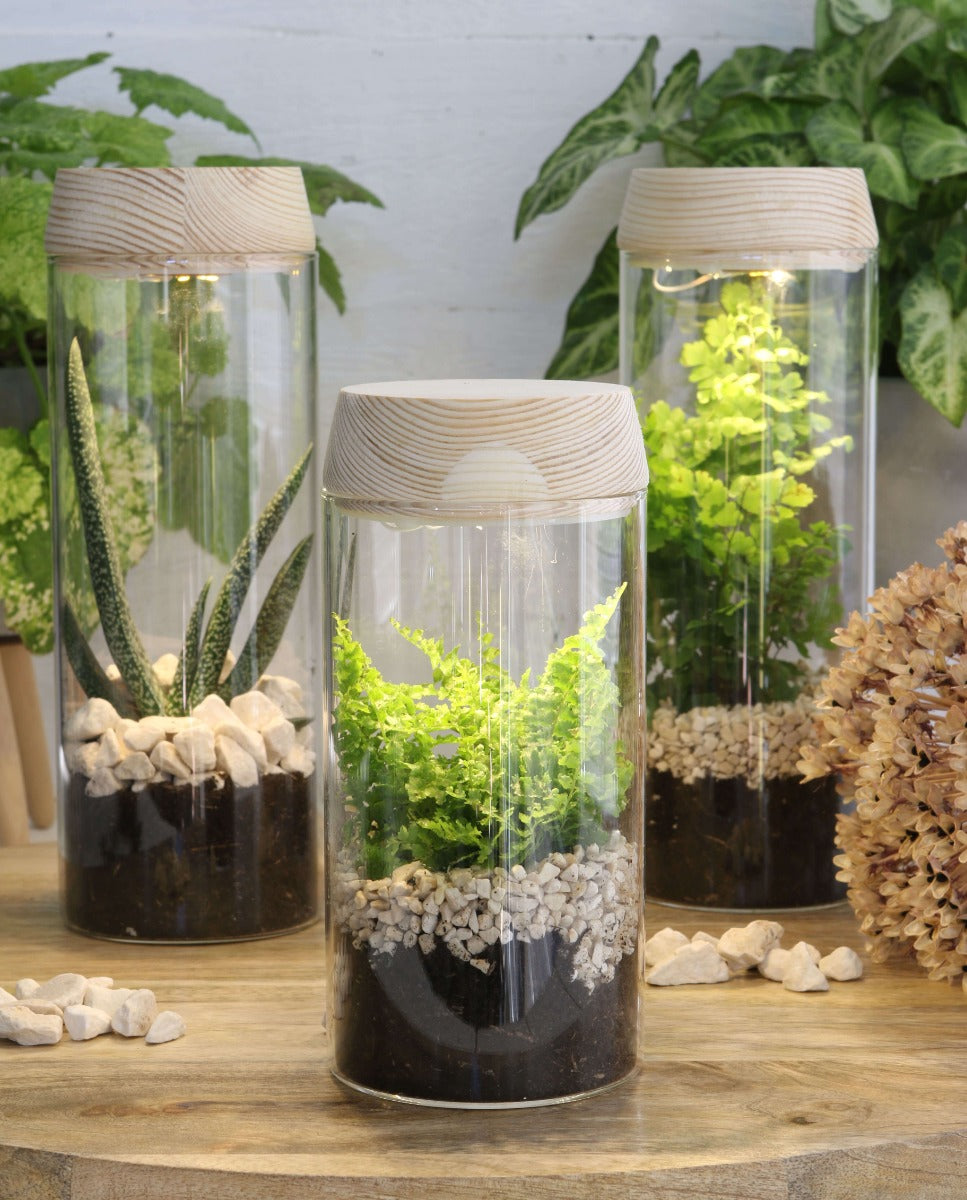 Glass cylinder with LED in wooden lid 23cm high (1 pcs.) [IFS-30181]