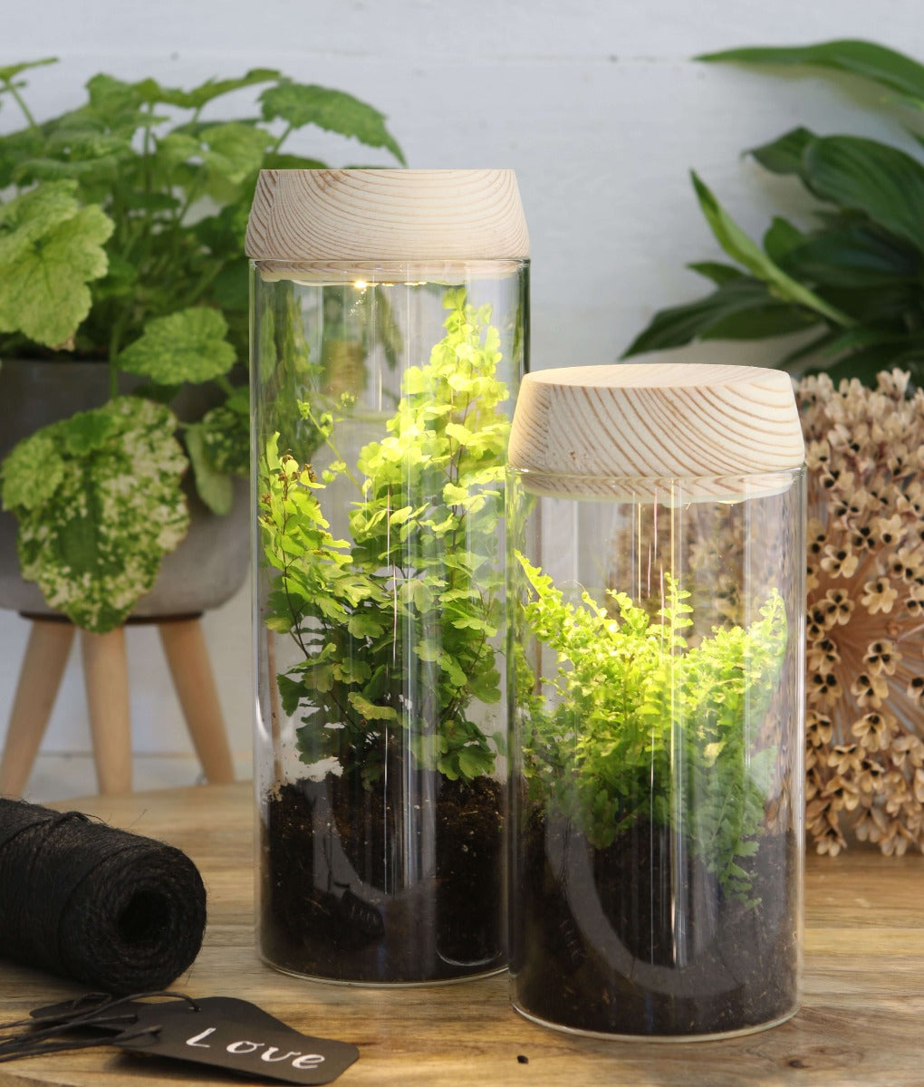 Glass cylinder with LED in wooden lid 18cm high (1 pcs.) [IFS-30180]