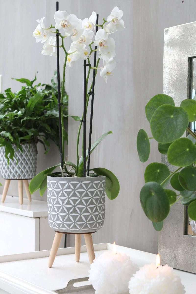 Plant pot Cement with wooden legs 21.5cm high (6 pcs.) [IFS-33015]