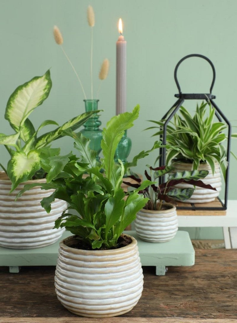 Pot Rise creme Ø6,5 x h: 8 cm (12 Pcs) [IFS-33962]