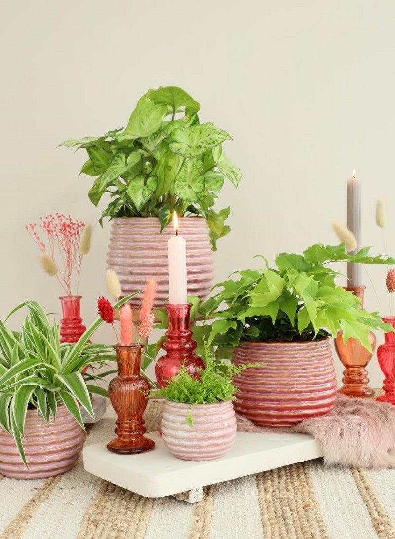 Pot Pink Carmine Rise Ø6,5 x h: 8 cm (12 Pcs) [IFS-33982]