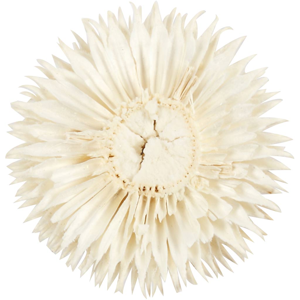 Dried Flower Heads, dia. 3-5 cm, 6 pc/ 1 pack [HOB-50204]