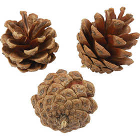 Pine Cones, dia. 40 mm, ca. 60 pc, 500 g/ 1 pack [HOB-50226]