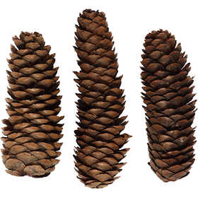 Abies Cone, dia. 40 mm, ca. 5 pc, 100 g/ 1 pack [HOB-502360]