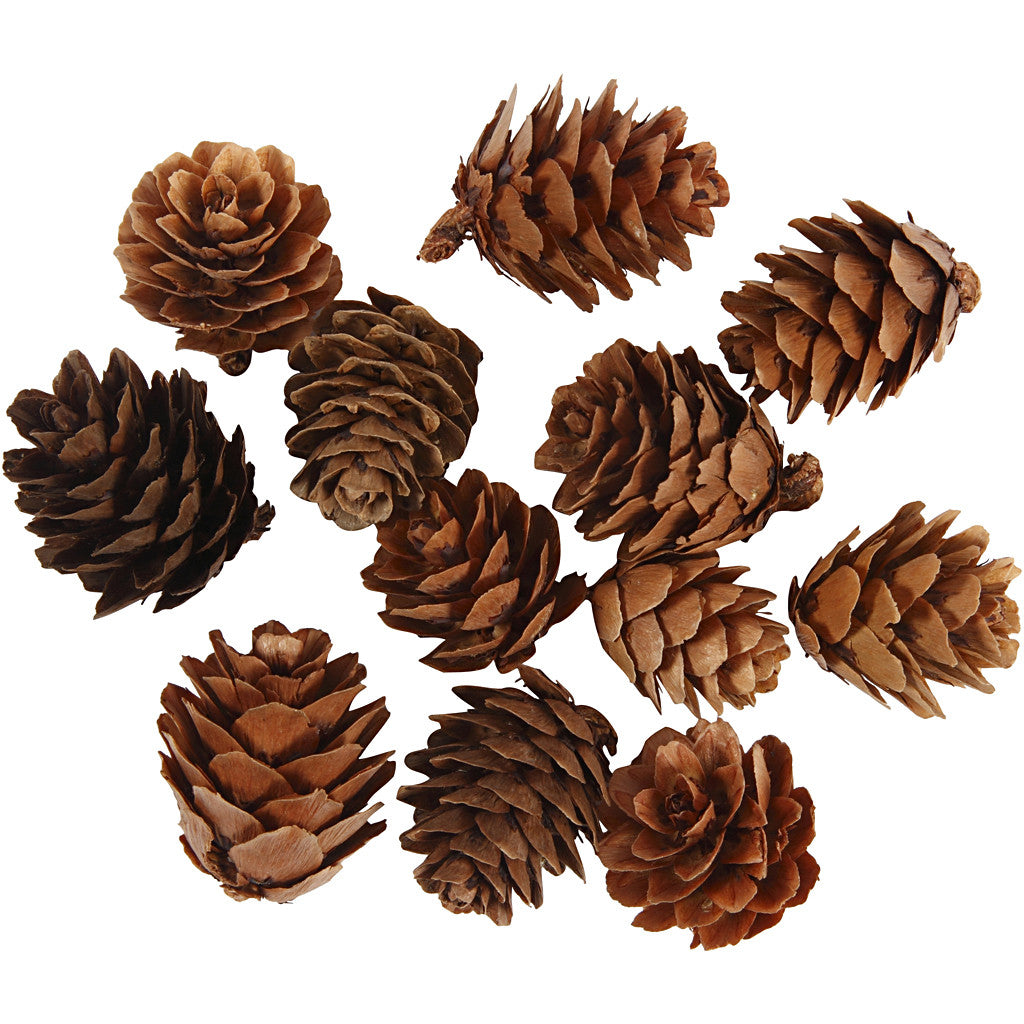 Larch cones, 12 pc/ 1 pack [HOB-50250]
