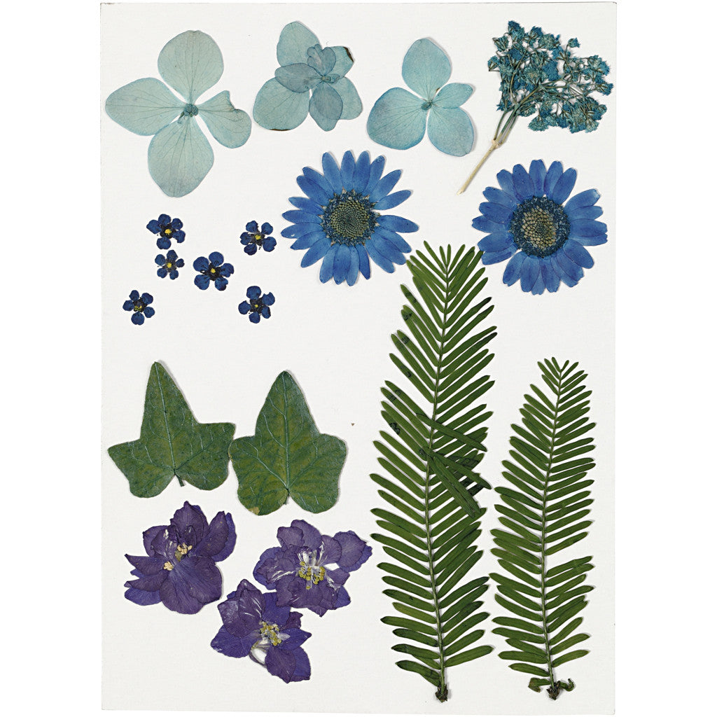 Pressed Flowers and Leaves, ca. 19 pc, blue, 1 pack [HOB-504472]