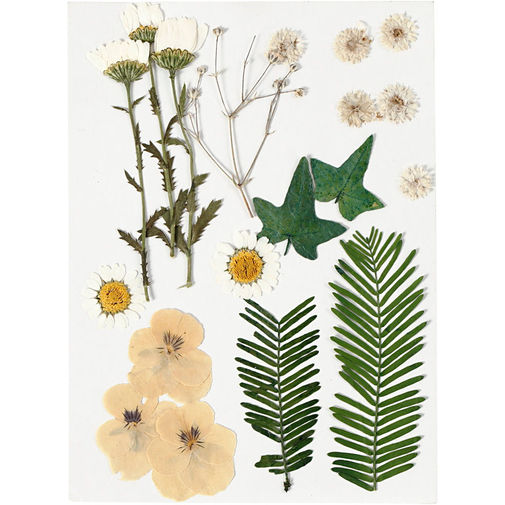 Pressed Flowers and Leaves, ca. 19 pc, off-white, 1 pack