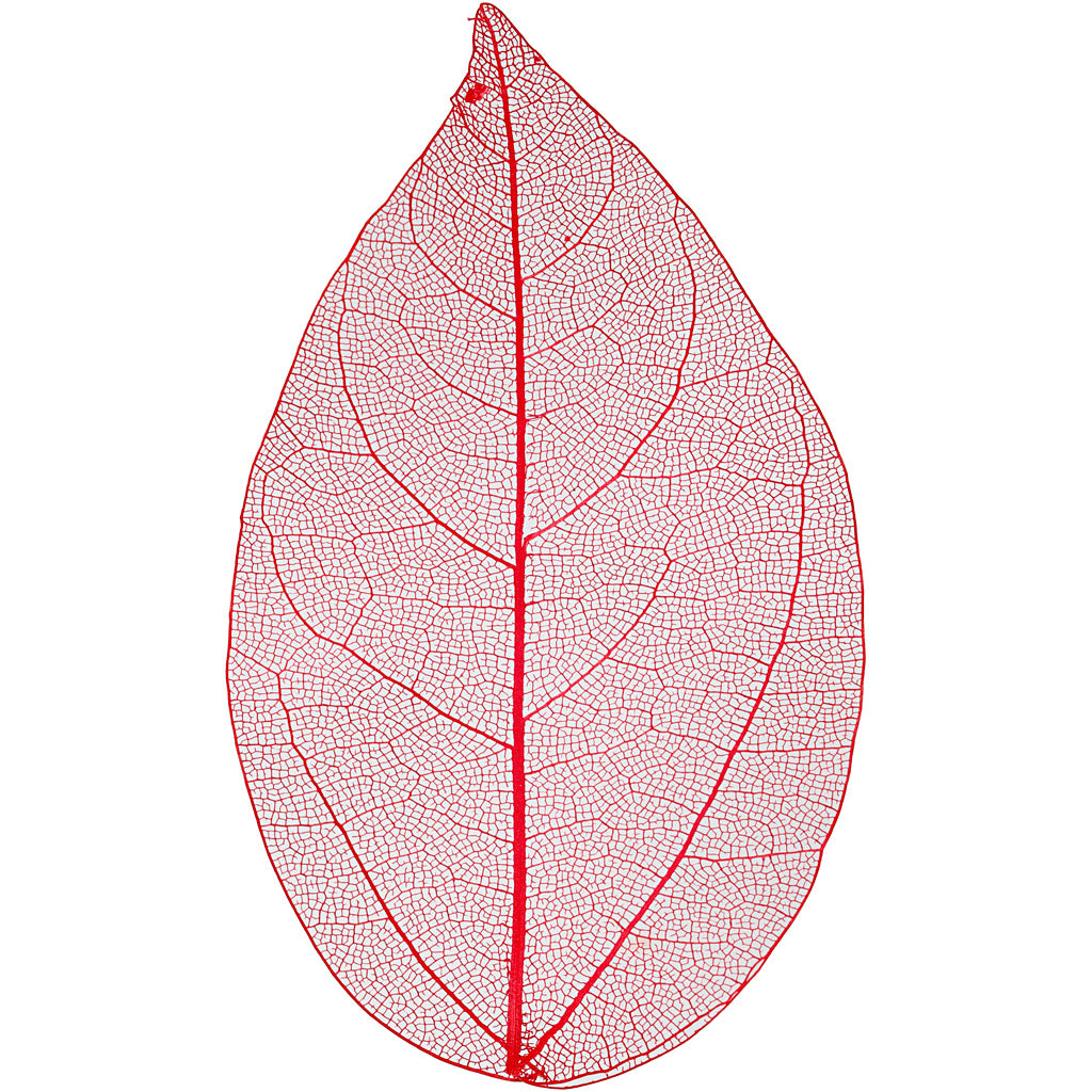 Skeleton Leaves, L: 6-8 cm, red, 20 pc/ 1 pack [HOB-504495]