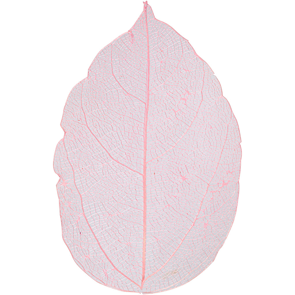 Skeleton Leaves, L: 6-8 cm, light red, 20 pc/ 1 pack [HOB-504496]