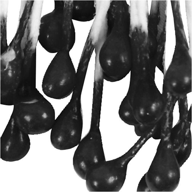 Flower Stamens, L: 6,4 cm, dia. 2 mm, black, 100 pc/ 1 pack [HOB-610354]