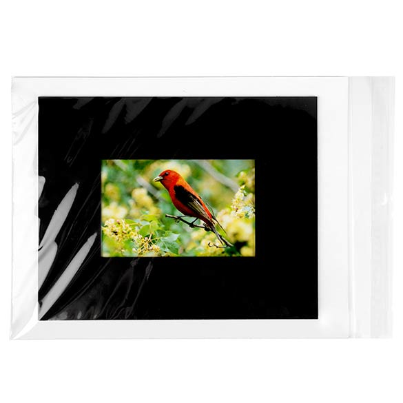 Plastic Bags 24x31.9cm Transparent Peel and Seal(250 pieces) [VL9]