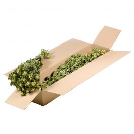 Dried Flowers Natural Green Bidens (Carthamus) (1 Bundle) [RU-00040.000.9]