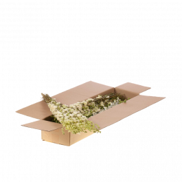 Dried Flowers Natural White Delphinium (1 Bundle) [RU-00106.000.9]
