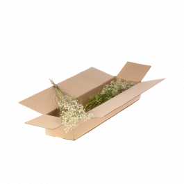 Dried Flowers Natural White Gypsophila Dried (1 Bundle) [RU-00194.000.9]