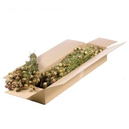 Dried Flowers Natural Green Nigella (1 Bundle) [RU-00390.000.9]