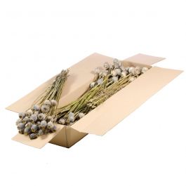 Dried Flowers Natural Papaver (1 Bundle) [RU-00454.000.9]