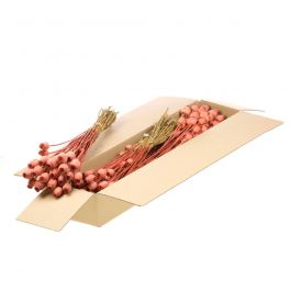 Dried Flowers Burnt Orange Papaver (1 Bundle) [RU-00454.023.9]