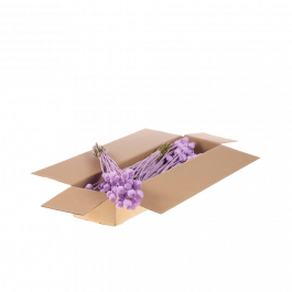 Dried Flowers lilac Misty Papaver (1 Bundle) [RU-00454.087.9]