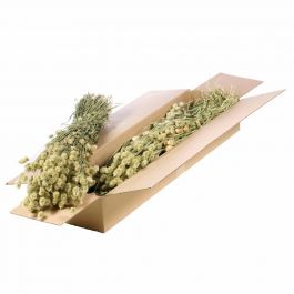 Dried Flowers Natural Green Phalaris (1 Bundle) [RU-00456.000.9]