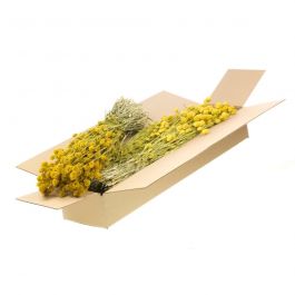 Dried Flowers Yellow Phalaris (1 Bundle) [RU-00456.032.9]