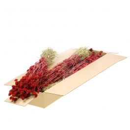 Dried Flowers Red Phalaris (1 Bundle) [RU-00456.062.9]