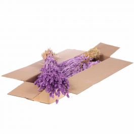 Dried Flowers Lilac Misty Phalaris (1 Bundle) [RU-00456.087.9]