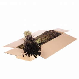 Dried Flowers Deep Brown Phalaris (1 Bundle) [RU-00456.112.9]