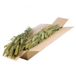 Dried Flowers Natural Green Setarea (1 Bundle) [RU-00544.000.9]