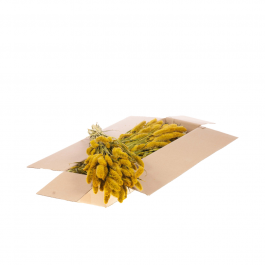 Dried Flowers Yellow Setarea (1 Bundle) [RU-00544.032.9]