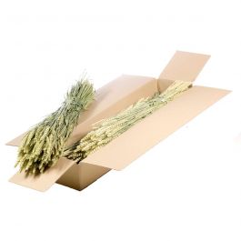 Dried Flowers Natural Green Tarwe (Triticum) (1 Bundle) [RU-00574.000.9]