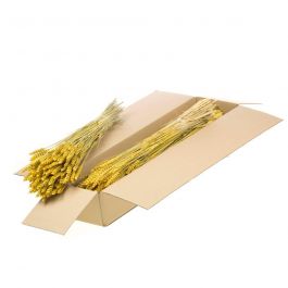 Dried Flowers Yellow Tarwe (Triticum) (1 Bundle) [RU-00574.032.9]
