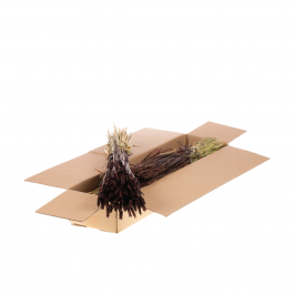 Dried Flowers deep Brown Tarwe (Triticum) (1 Bundle) [RU-00574.112.9]