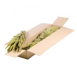 Dried Flowers Natural Green Amaranthus (1 Bundle) [RU-01599.000.9]