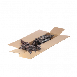 Dried Flowers Light Brown Eucalyptus Baby Preserved A (1 Bundle) [RU-01912.391.9]