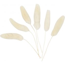 Bunny tail grass, L: 3-7 cm, 6 pc/ 1 pack [HOB-50203]