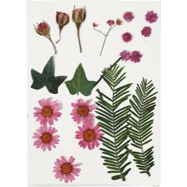 Pressed Flowers and leaves, light red, 19 asstd./ 1 pack [HOB-504471]