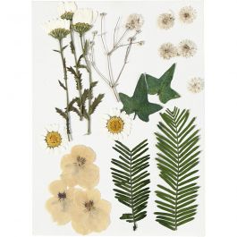 Pressed Flowers and leaves, off-white, 19 asstd./ 1 pack [HOB-504473]