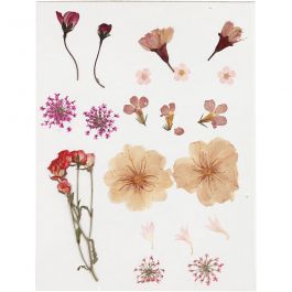 Pressed flowers, light rose, 1 pack [HOB-504474]