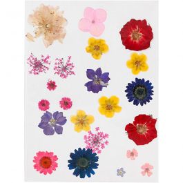 Pressed flowers, assorted colours, 1 pack [HOB-504475]